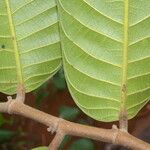 Perebea guianensis Hoja