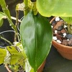 Dendrobium sulcatum Лист