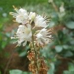 Clethra alnifolia Квітка