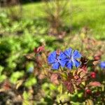 Ceratostigma willmottianum Blüte