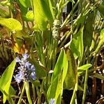 Pontederia cordata Libunga