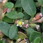 Polygonum arenastrum Flower