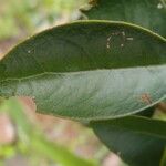 Securinega durissima Leaf