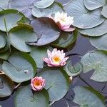 Nymphaea candidaFlower