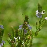 Veronica catenata Flor
