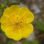 Potentilla grandiflora 花