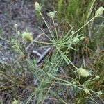 Plantago indica Blatt