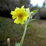 Andryala integrifolia Floare