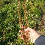 Amaranthus powellii Плід