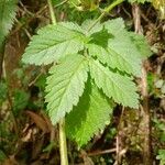 Rubus rosifolius Leaf