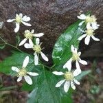AsteraceaeBlüte