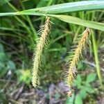 Carex crinita