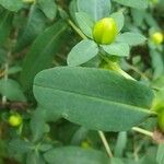 Hypericum frondosum 葉