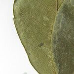 Abarema mataybifolia अन्य