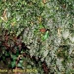 Hymenophyllum tunbrigense Bark