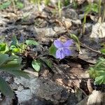 Viola riviniana Flower