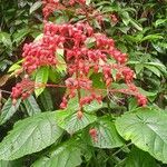 Clerodendrum japonicum Yeri