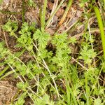 Alchemilla arvensis Лист