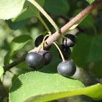 Rhamnus cathartica 果實