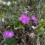 Primula spectabilis Blüte