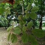 Handroanthus ochraceus 叶