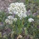 Lepidium draba Blüte