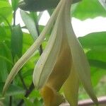 Vanilla pompona Λουλούδι