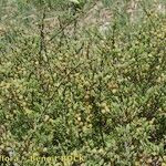 Salix caesia Libunga