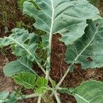 Brassica oleraceaLeaf