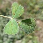 Medicago polymorpha Leaf