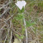 Malva setigera Blatt