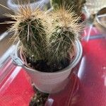 Echinocereus engelmannii Yaprak