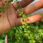 Gaultheria hispidula Blatt