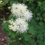 Thalictrum lucidum Flower