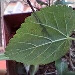 Sida cordifolia Leaf