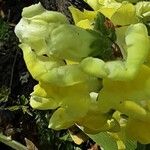 Antirrhinum latifolium Flor