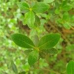 Rhododendron ferrugineum Blatt