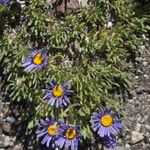 Erigeron elegantulus Habitatea