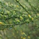 Cytisus scoparius برگ