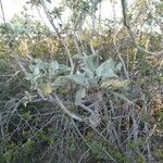 Salvia apiana Blatt