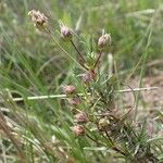 Plantago sempervirens Habit