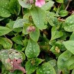 Pulmonaria officinalis Hoja