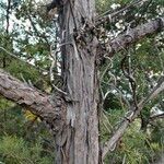 Juniperus phoenicea Bark