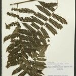 Cyathea cyatheoides Folla