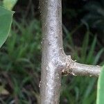 Solandra grandiflora 樹皮