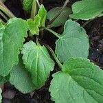 Campanula rapunculoides Leaf