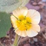 Herissantia crispa Flower
