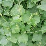 Sechium edule Φύλλο