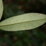 Anaxagorea dolichocarpa Leaf