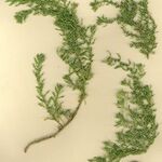 Dysphania multifida Hábito
